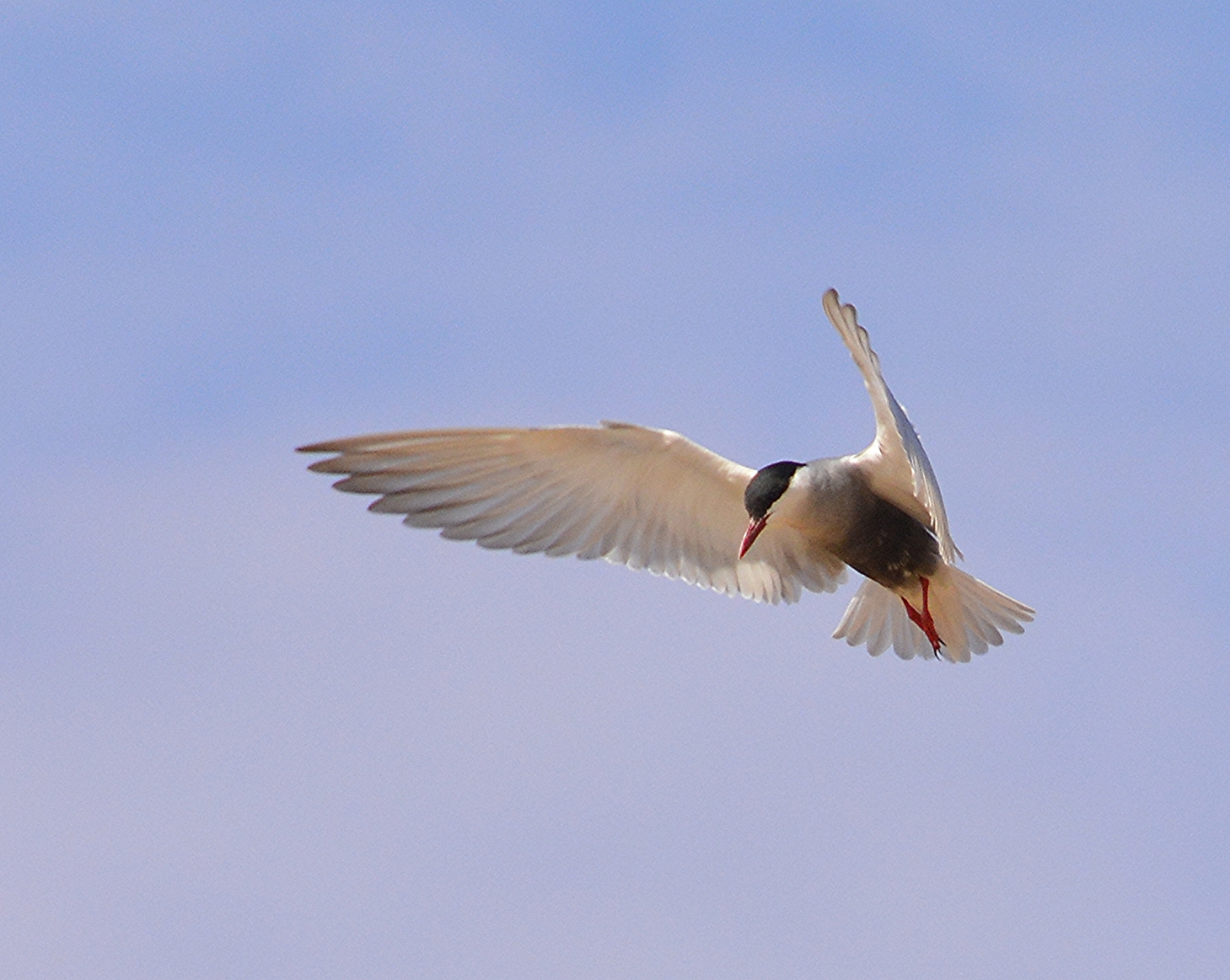 Whiskered tern