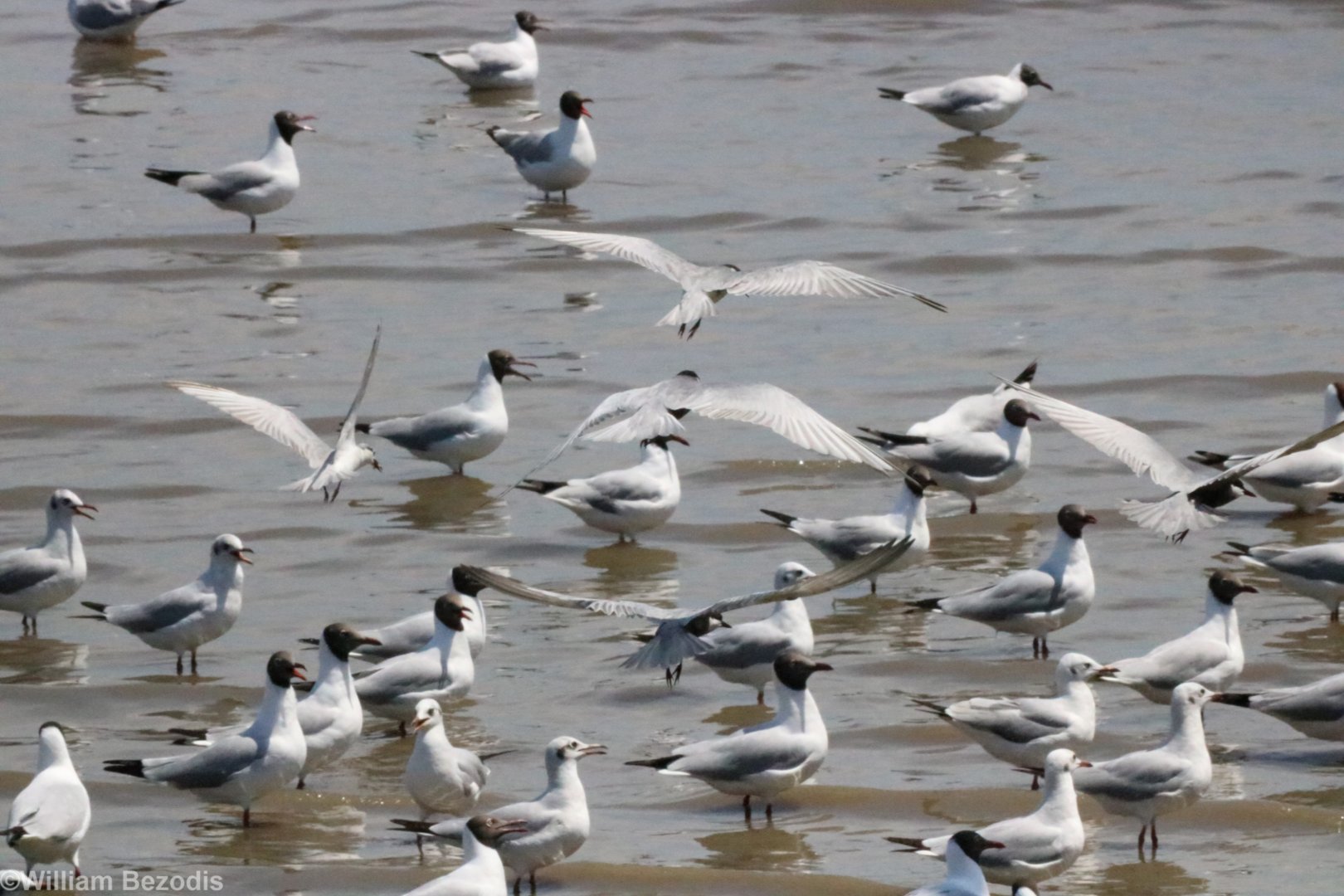 Whiskered Terns and Brown-headed Gulls - Bang Poo
