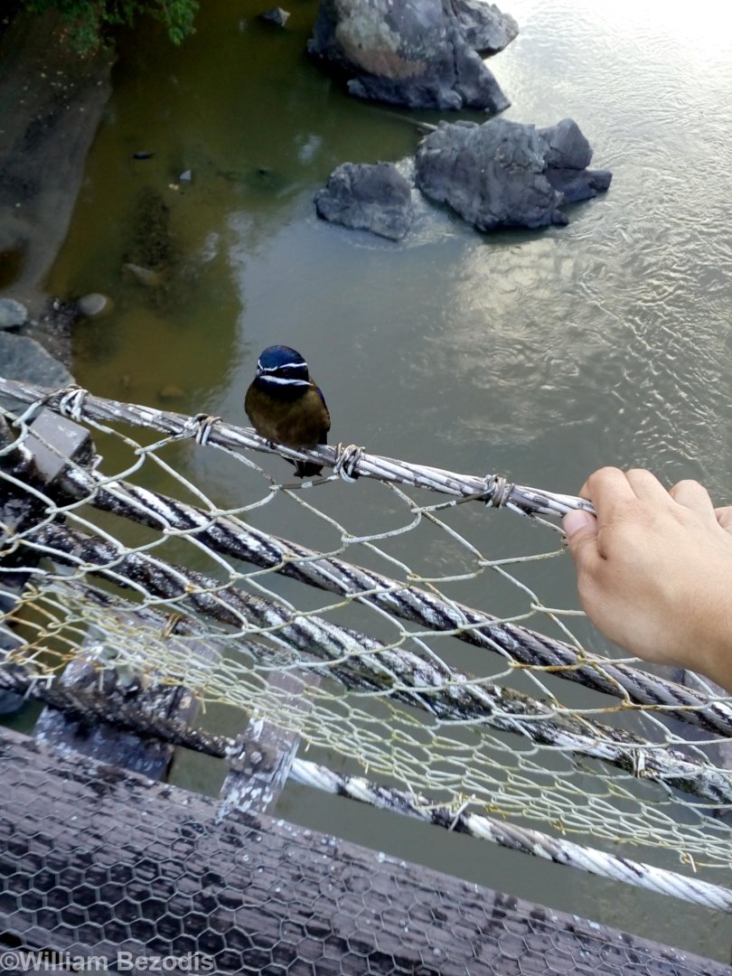 Whiskered Treeswift and My Hand - Danum Valley