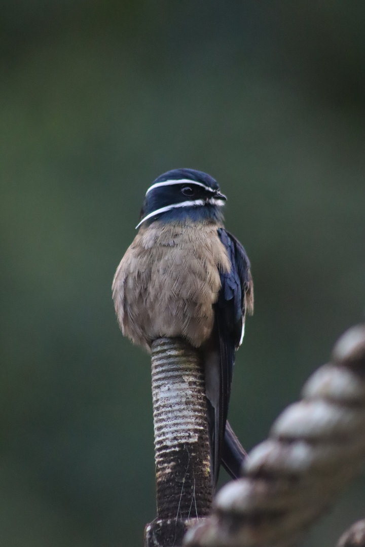Whiskered treeswift - Danum Valley Field Centre, 23 June 2023