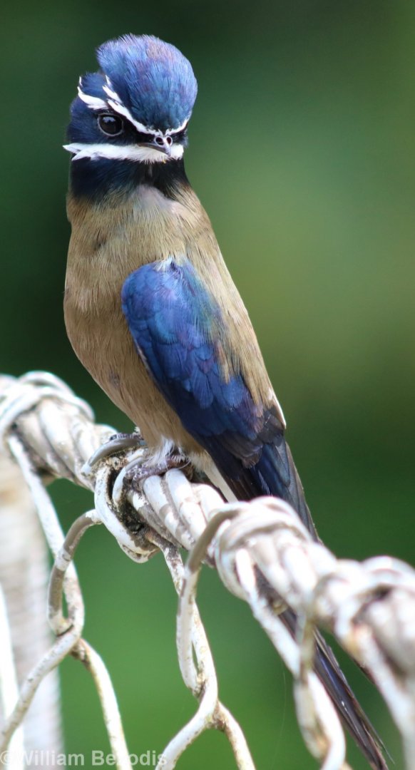 Whiskered Treeswift - Danum Valley