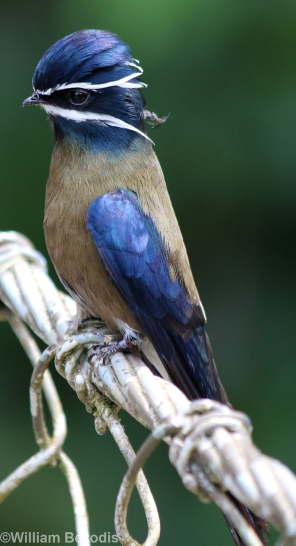 Whiskered Treeswift - Danum Valley