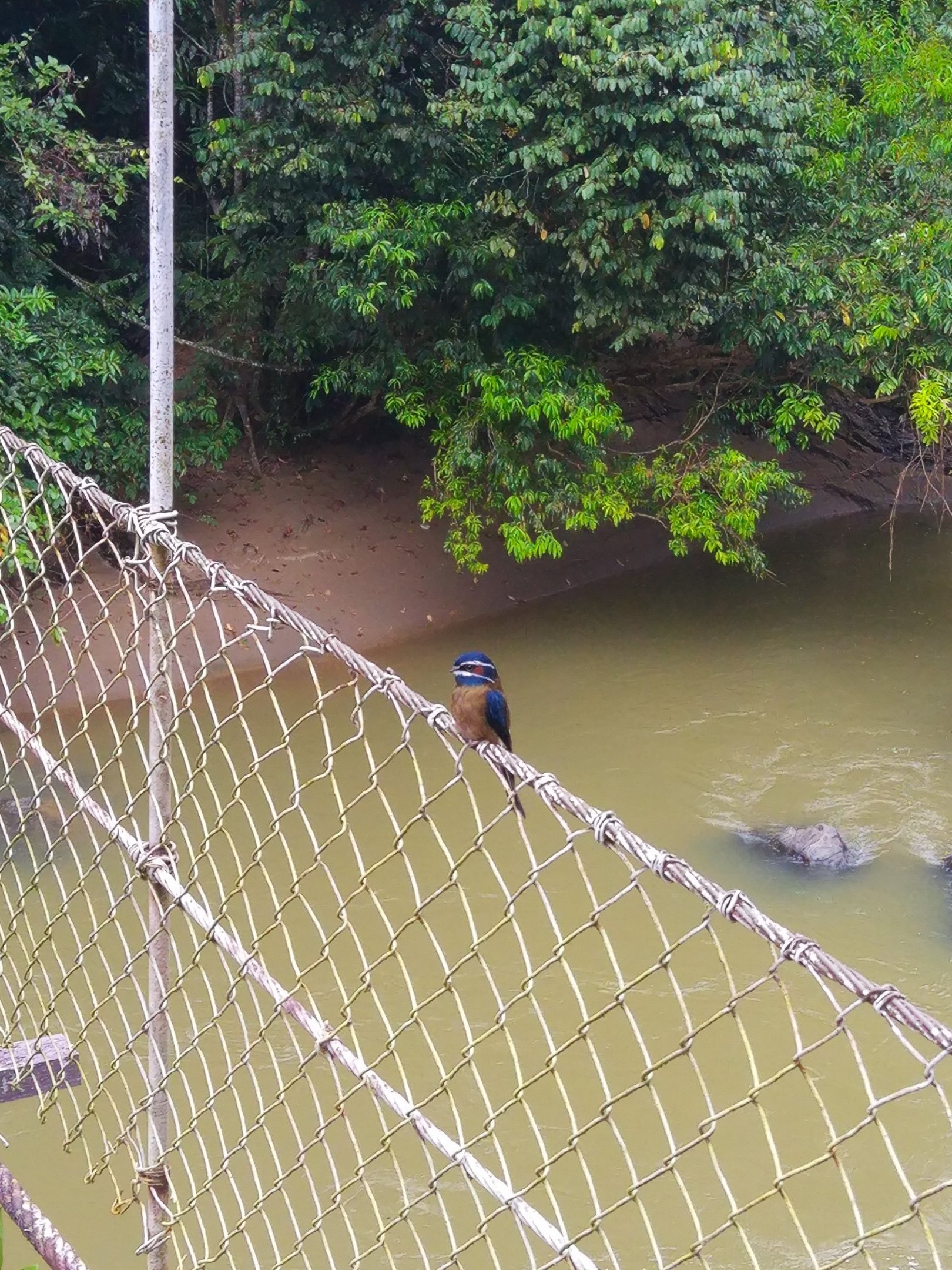 Whiskered Treeswift - Danum
