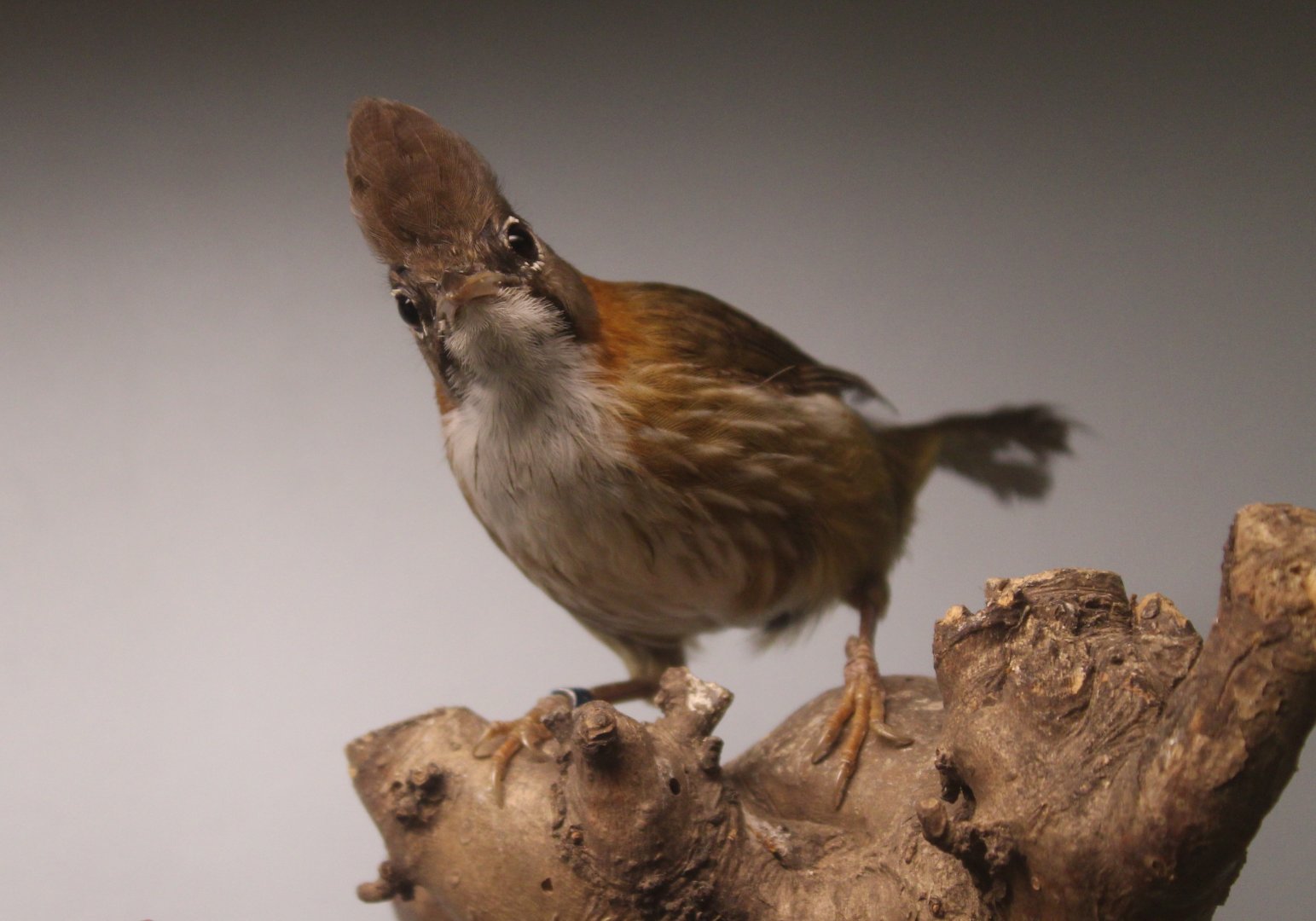 Whiskered yuhina - Yuhina flavicollis