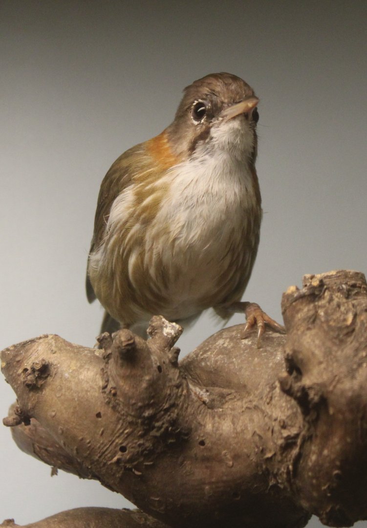 Whiskered yuhina - Yuhina flavicollis