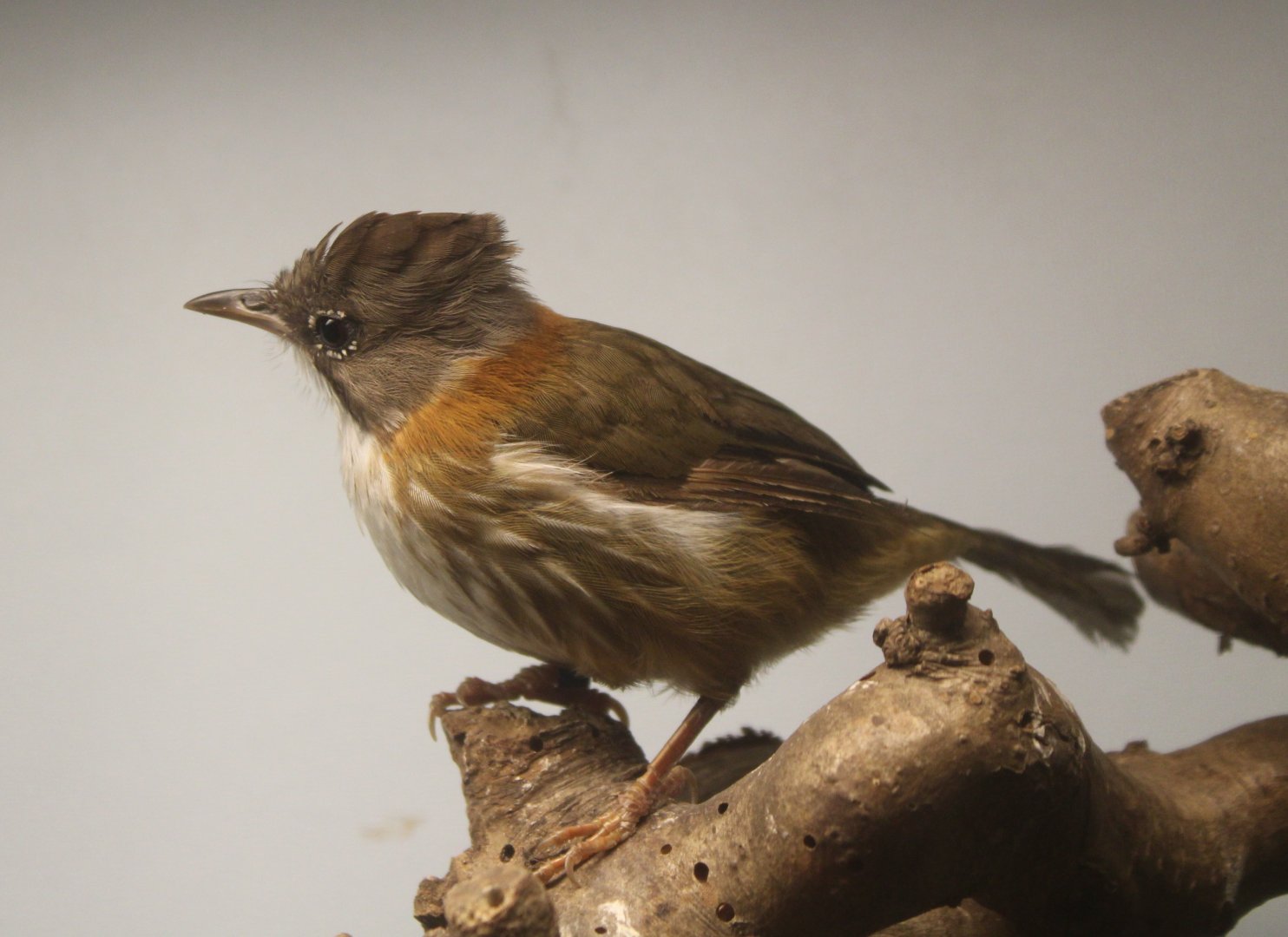 Whiskered yuhina - Yuhina flavicollis