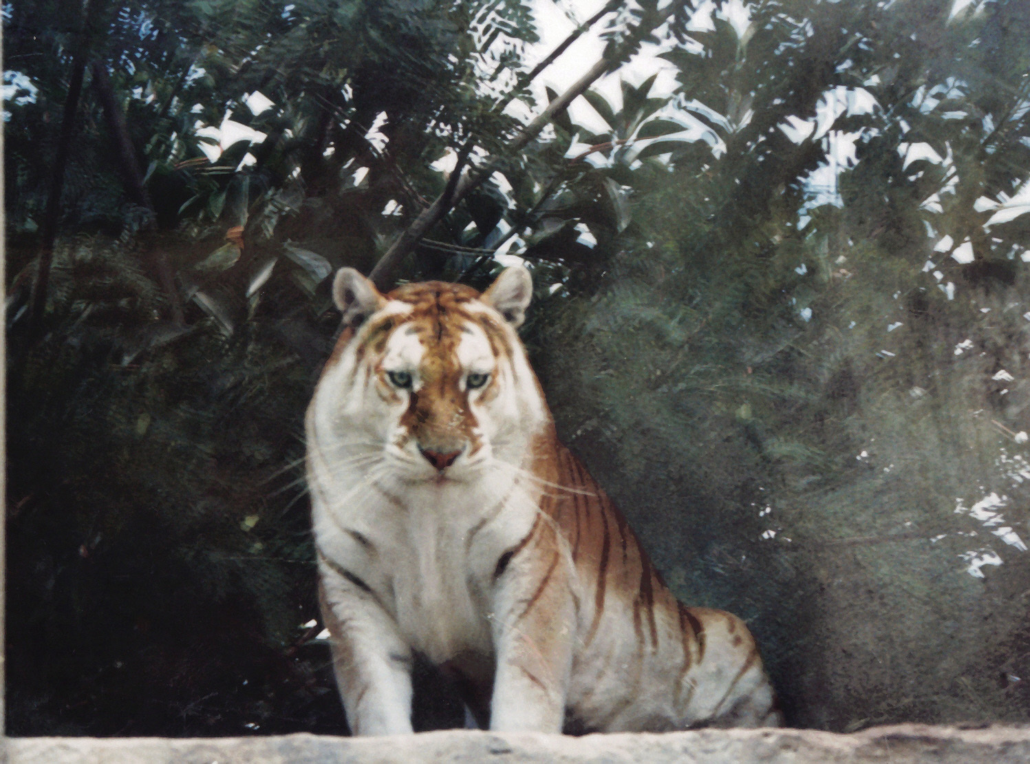 'Whisky' variety tiger.