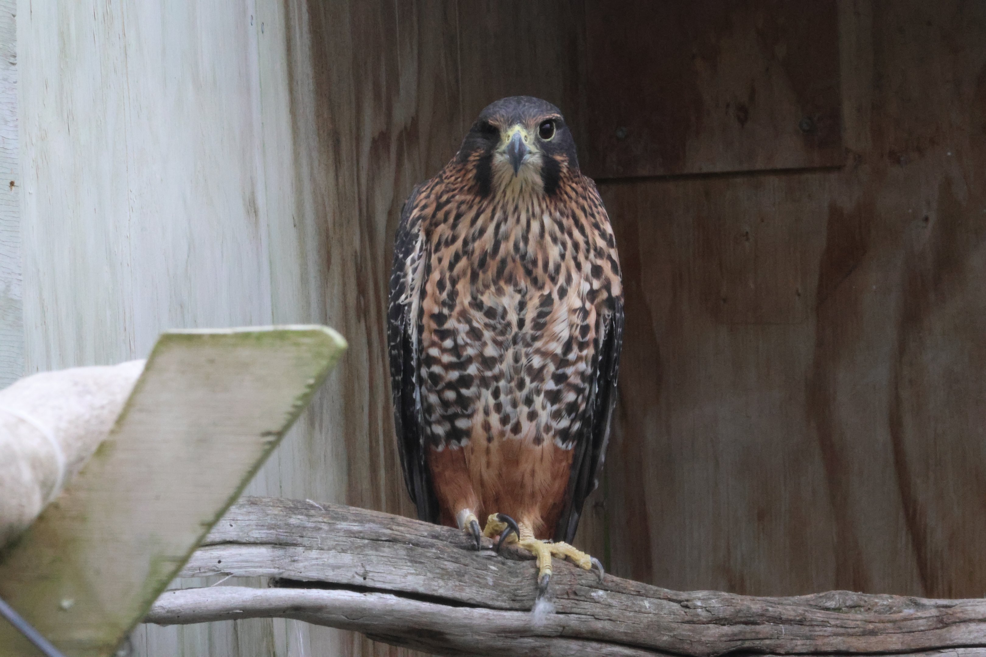 Whistler the Kārearea (Falco novaeseelandiae), Kārearea Falcon Trust (Blenheim)