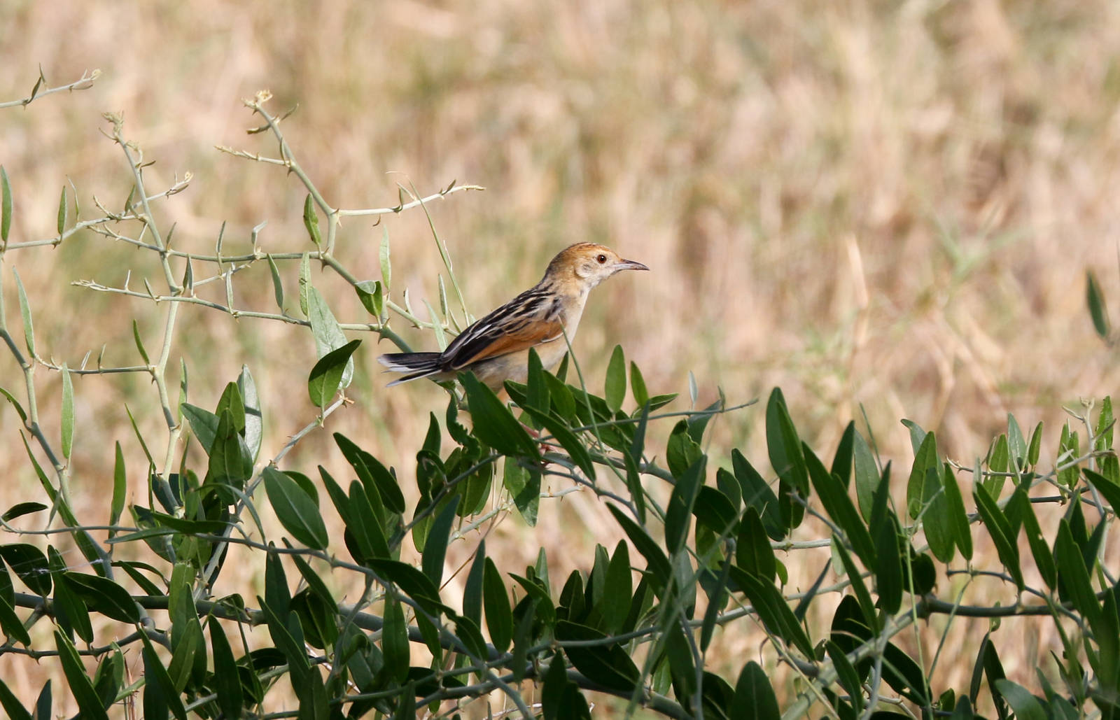 Whistling Cisticola