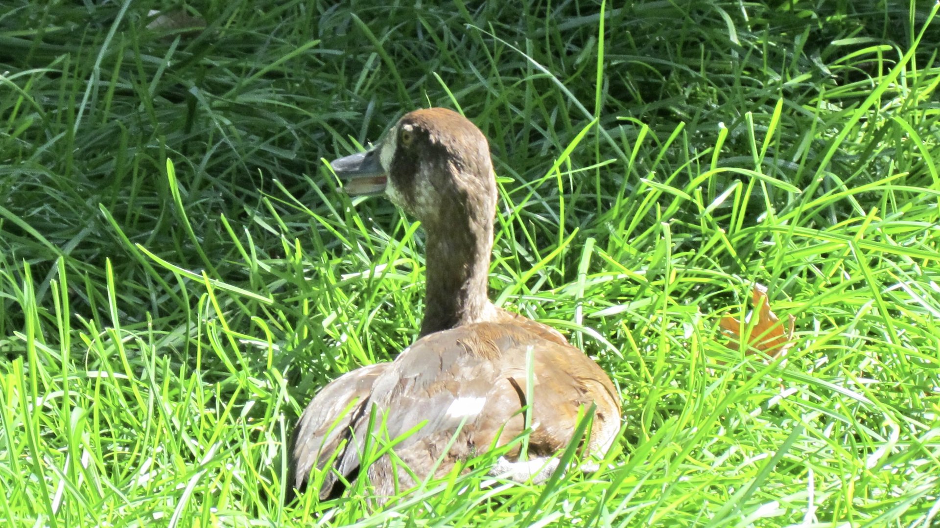 Whistling Duck ID?