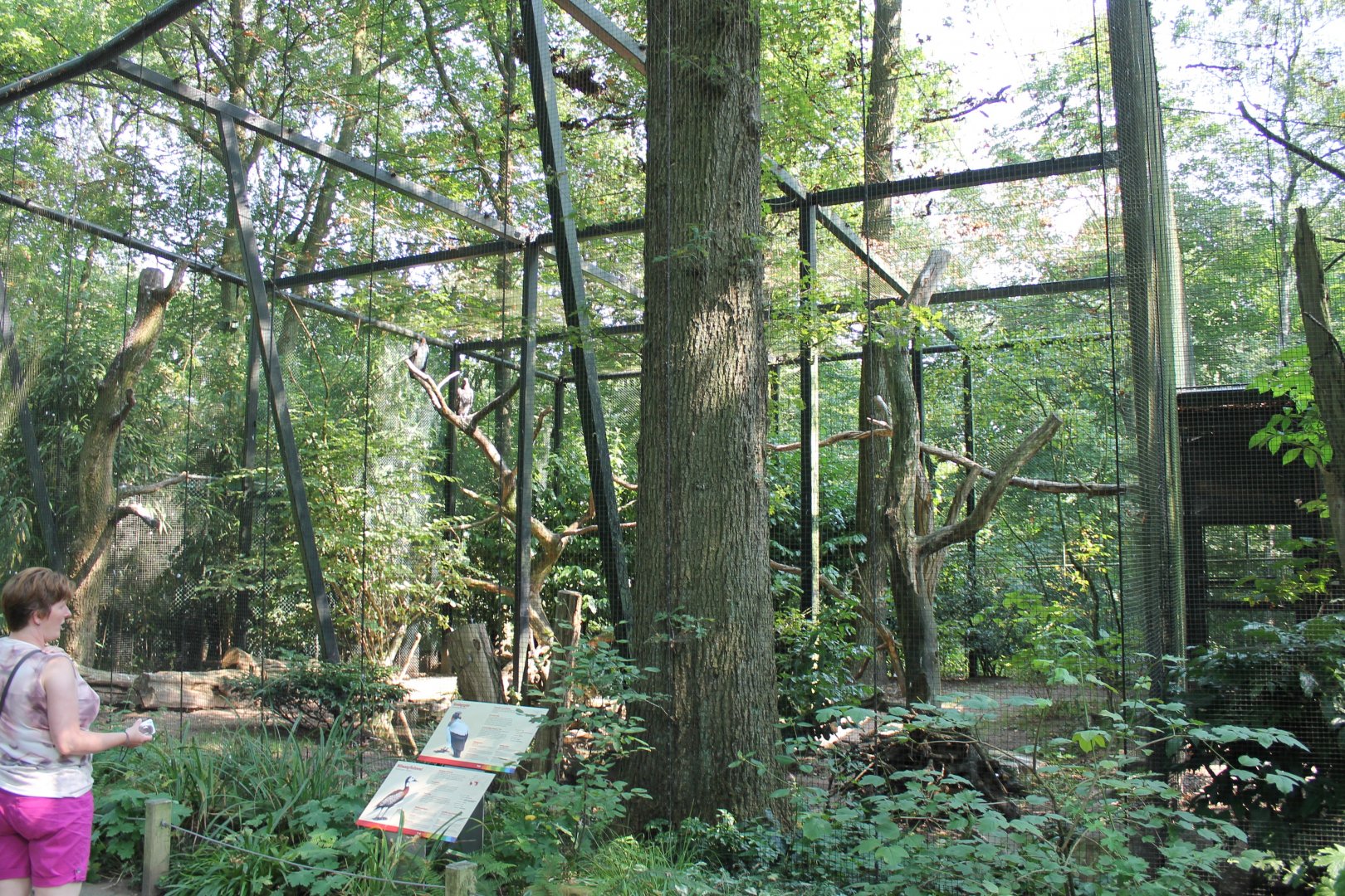 Whistling duck - King vulture Aviary