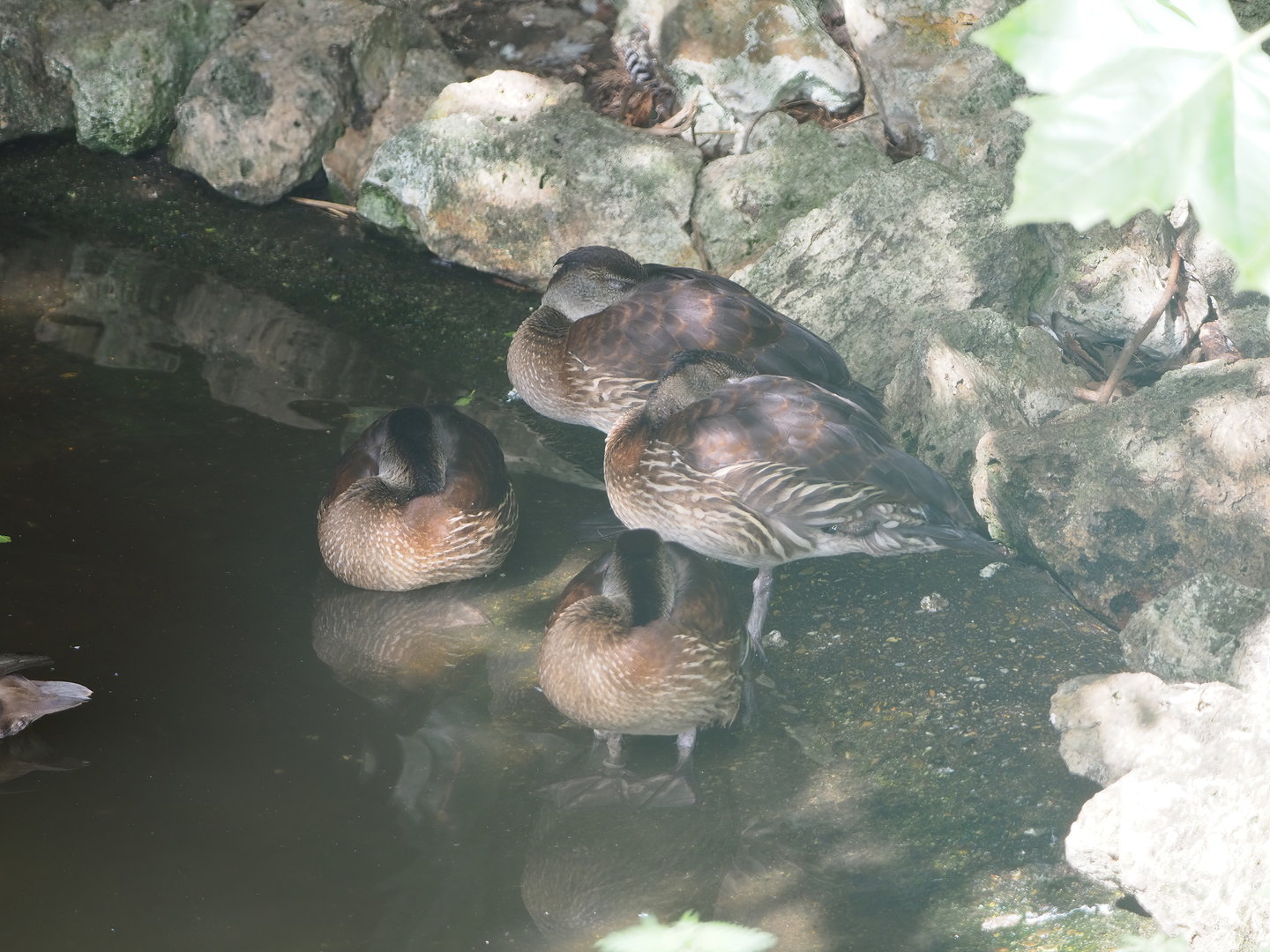 Whistling duck species (or possible hybrids?) at Vogelpark Avifauna?