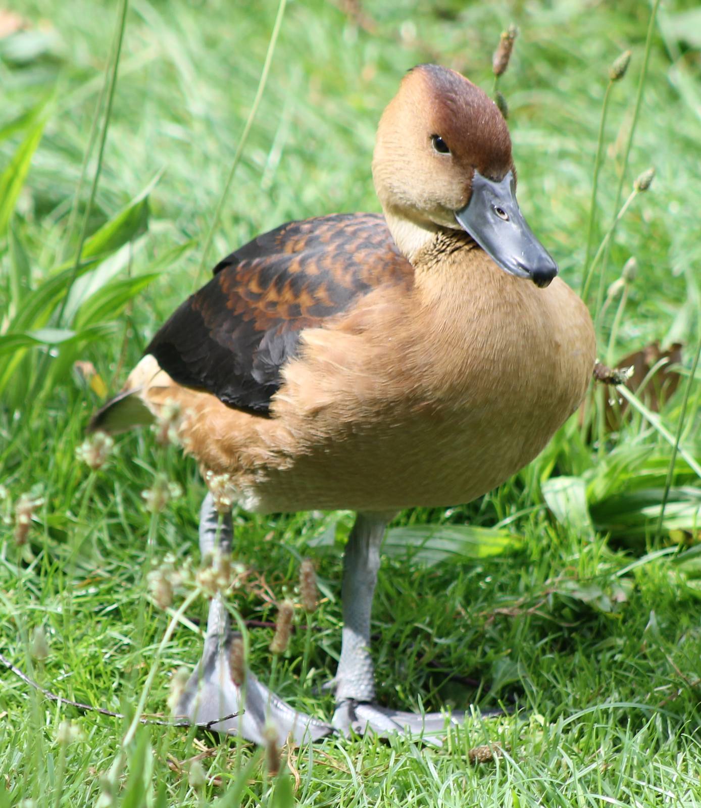 Whistling duck