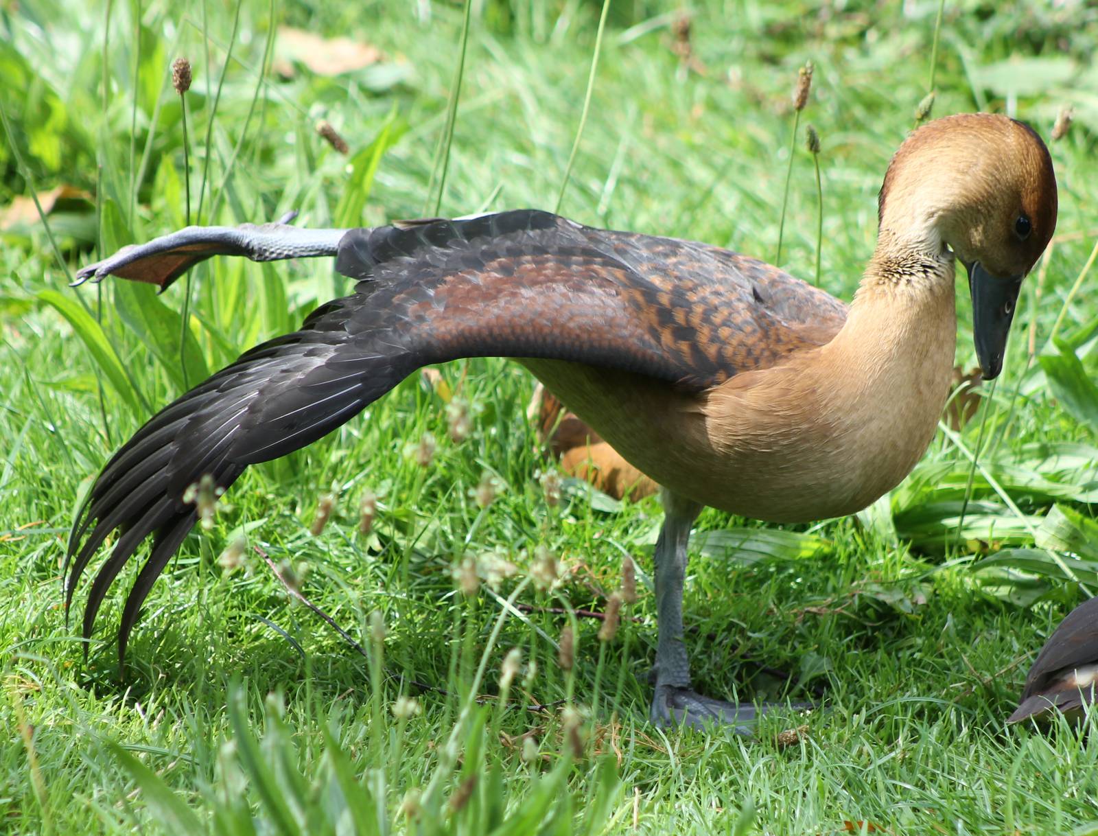 Whistling duck