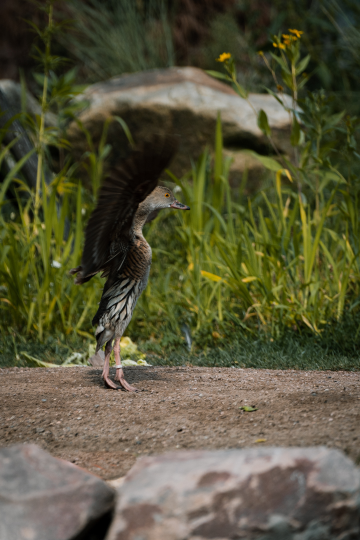 Whistling Duck