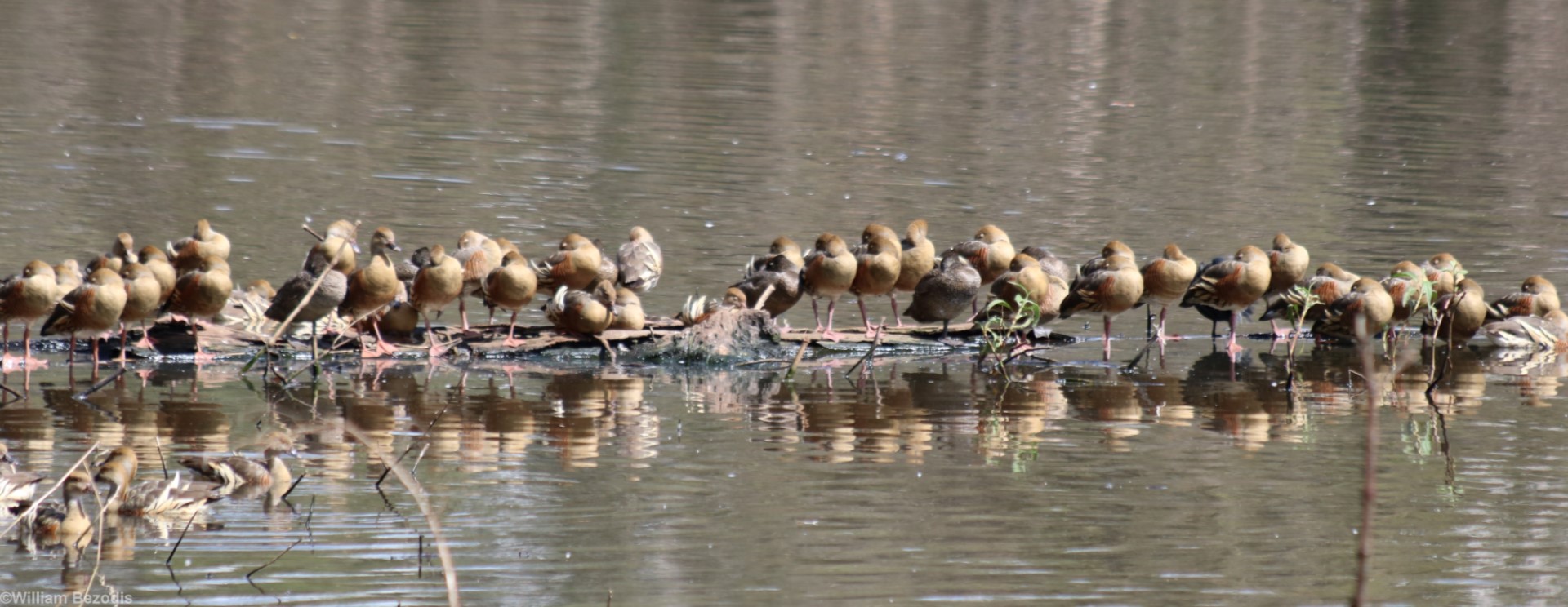 Whistling Ducks and Out-of-Range Freckled Ducks - Hastie's Swamp