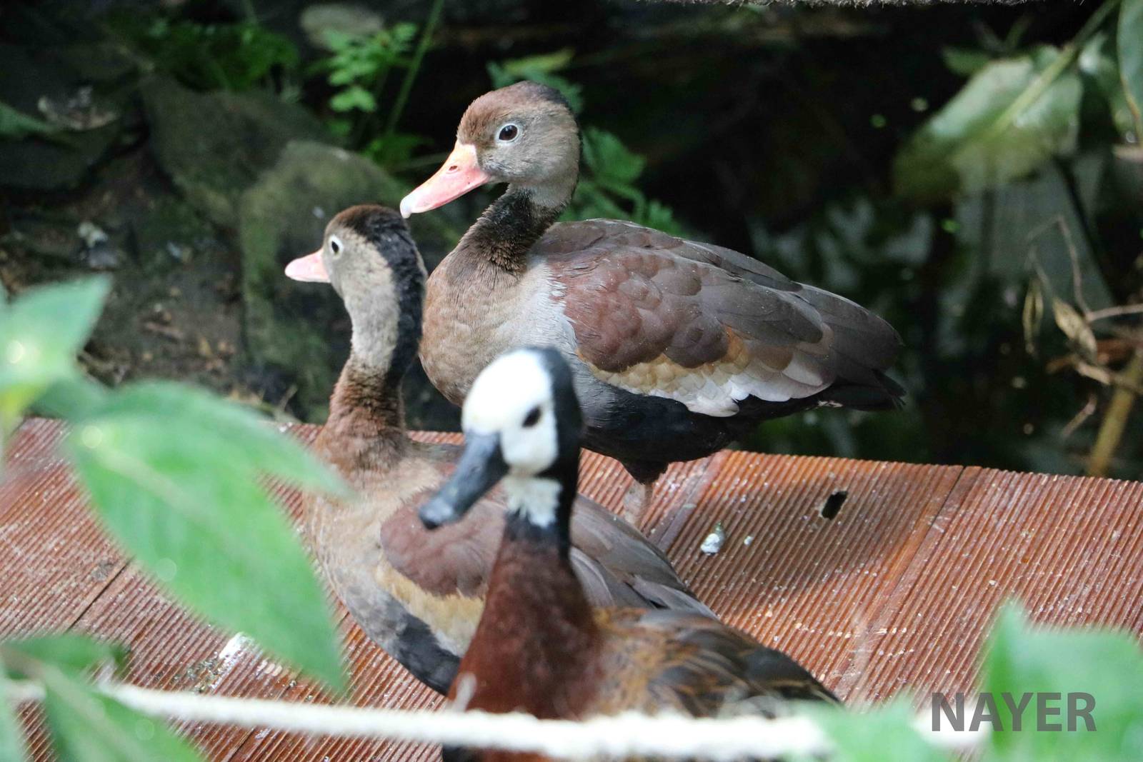 Whistling ducks - Bioparque la Reserva, March 2016