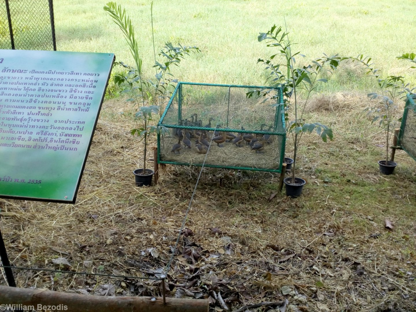 Whistling Ducks for Release