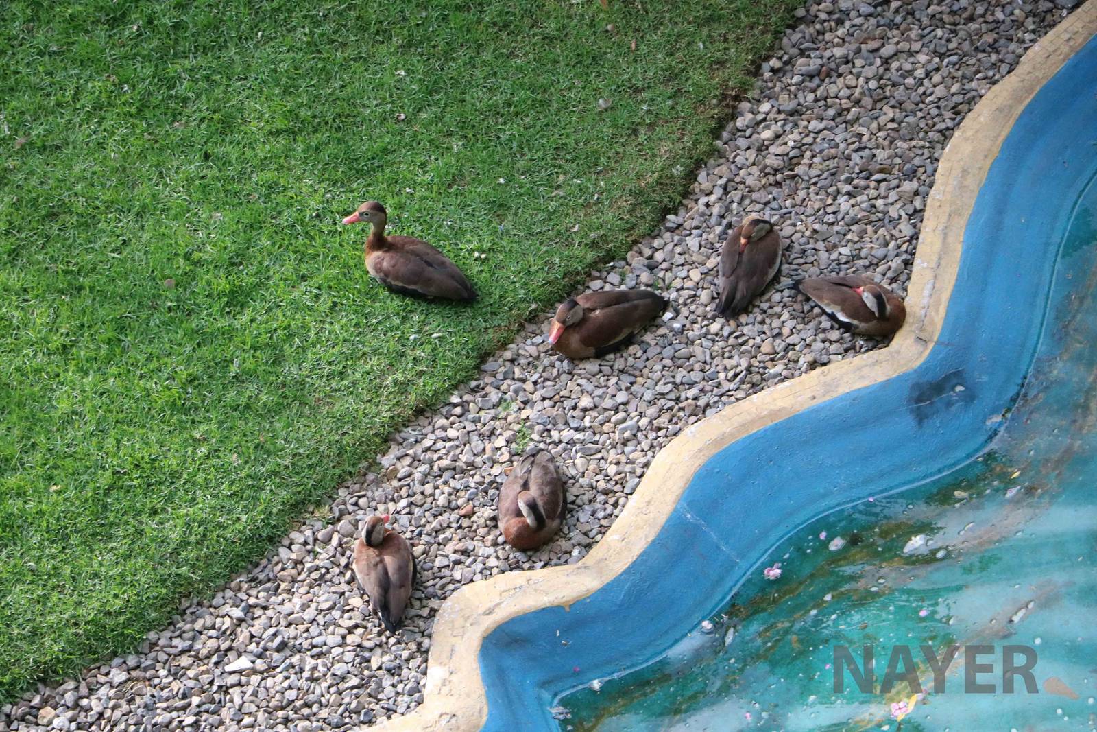Whistling ducks, March 2016