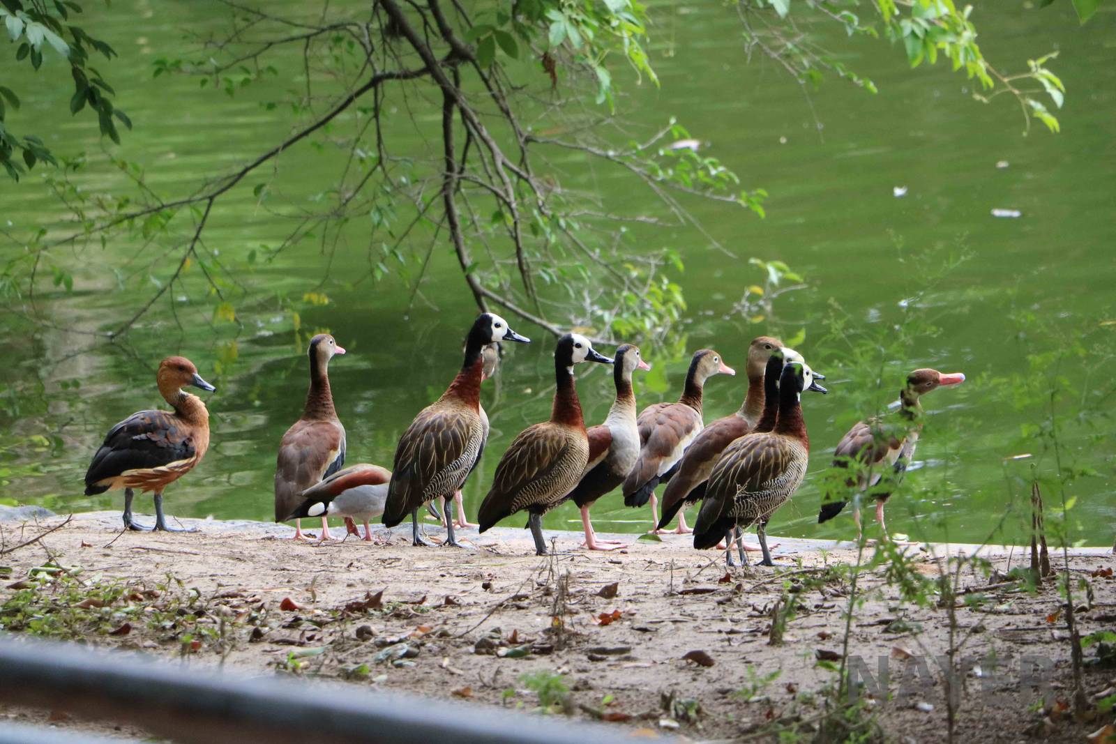 Whistling ducks, March 2016