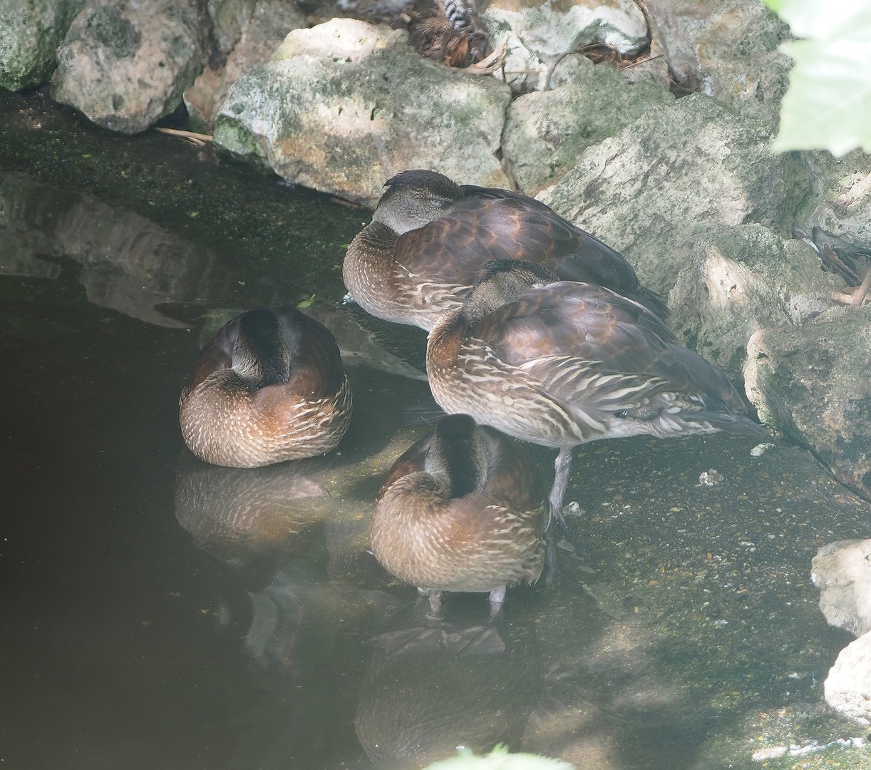 Whistling ducks - Possibly Wandering whistling ducks (Dendrocygna arcuata) or hybrid Dendrocygna, 2022-08-28