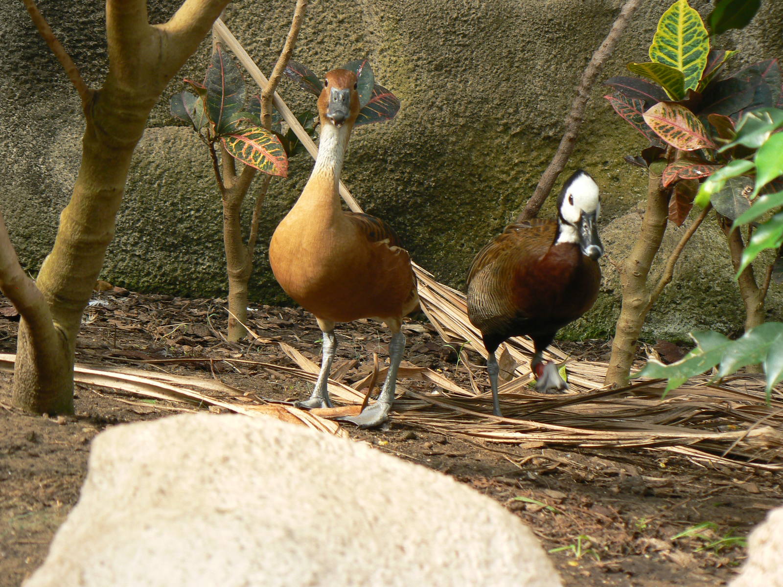 Whistling Ducks