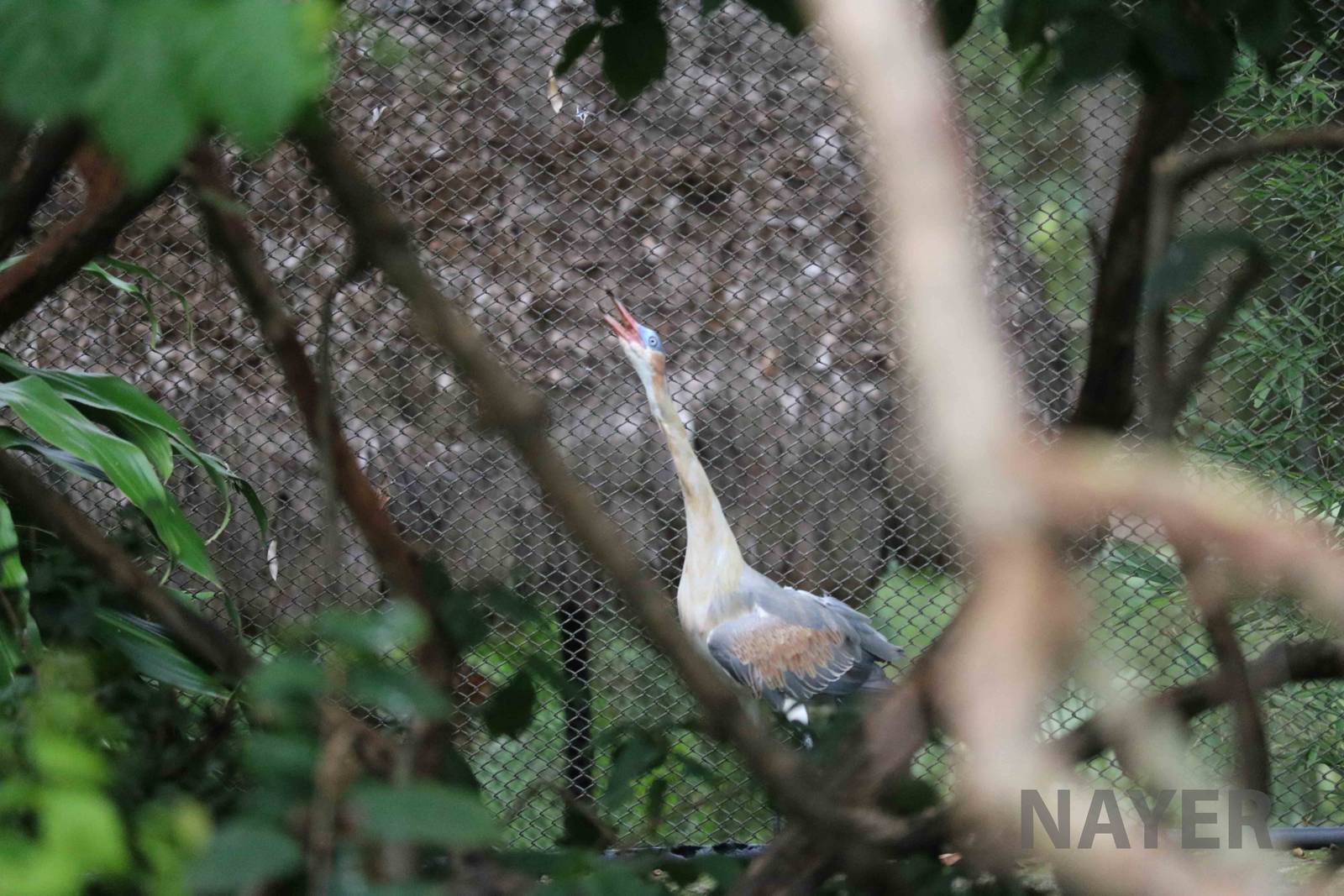 Whistling heron, March 2016