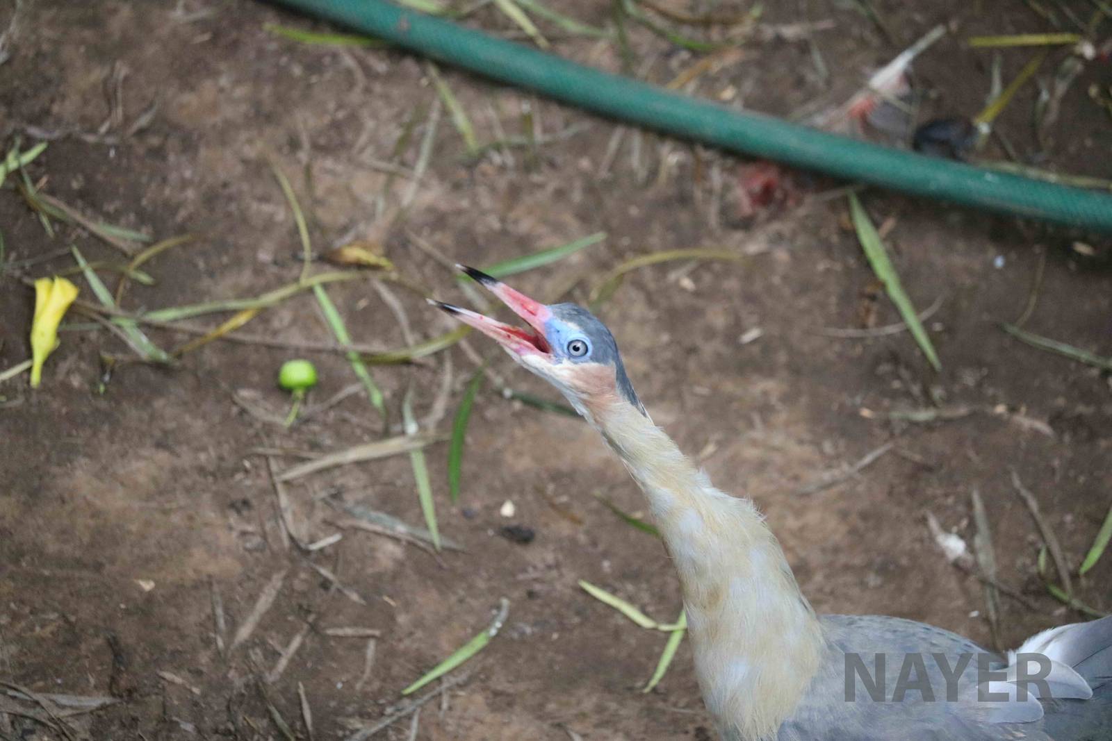 Whistling heron, March 2016
