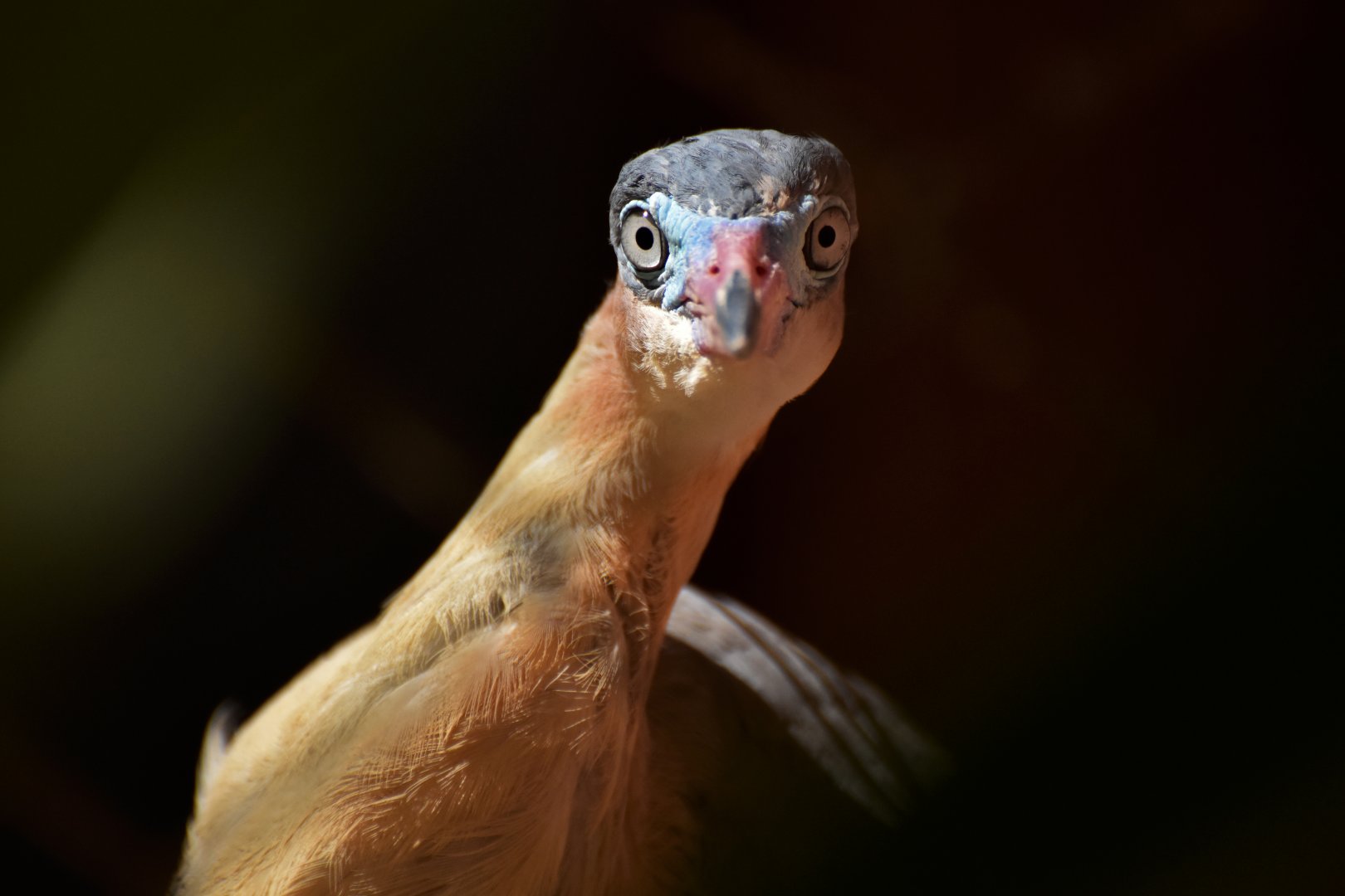 Whistling Heron (Syrigma sibilatrix)