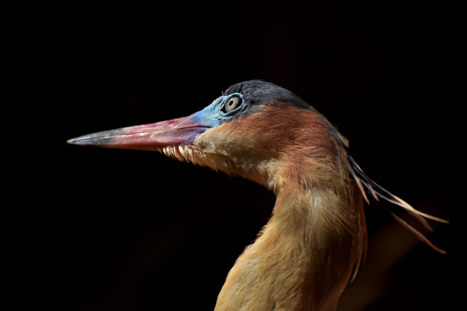 Whistling Heron (Syrigma sibilatrix)