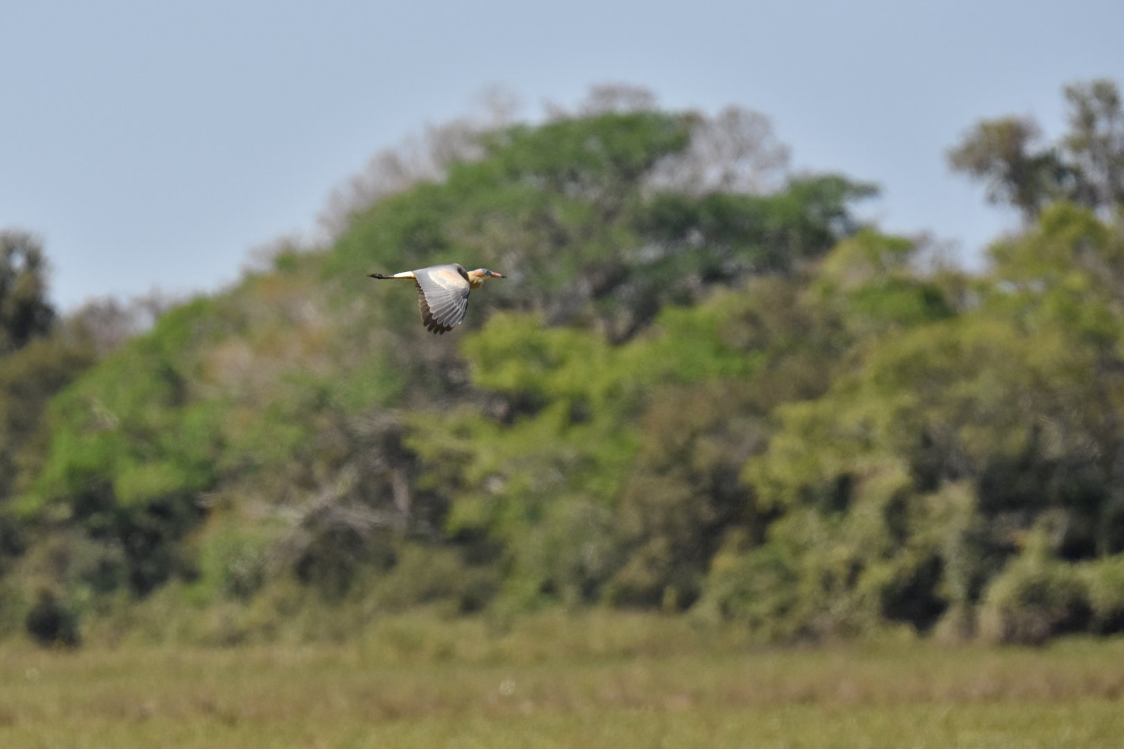 Whistling Heron (Syrigma sibilatrix)