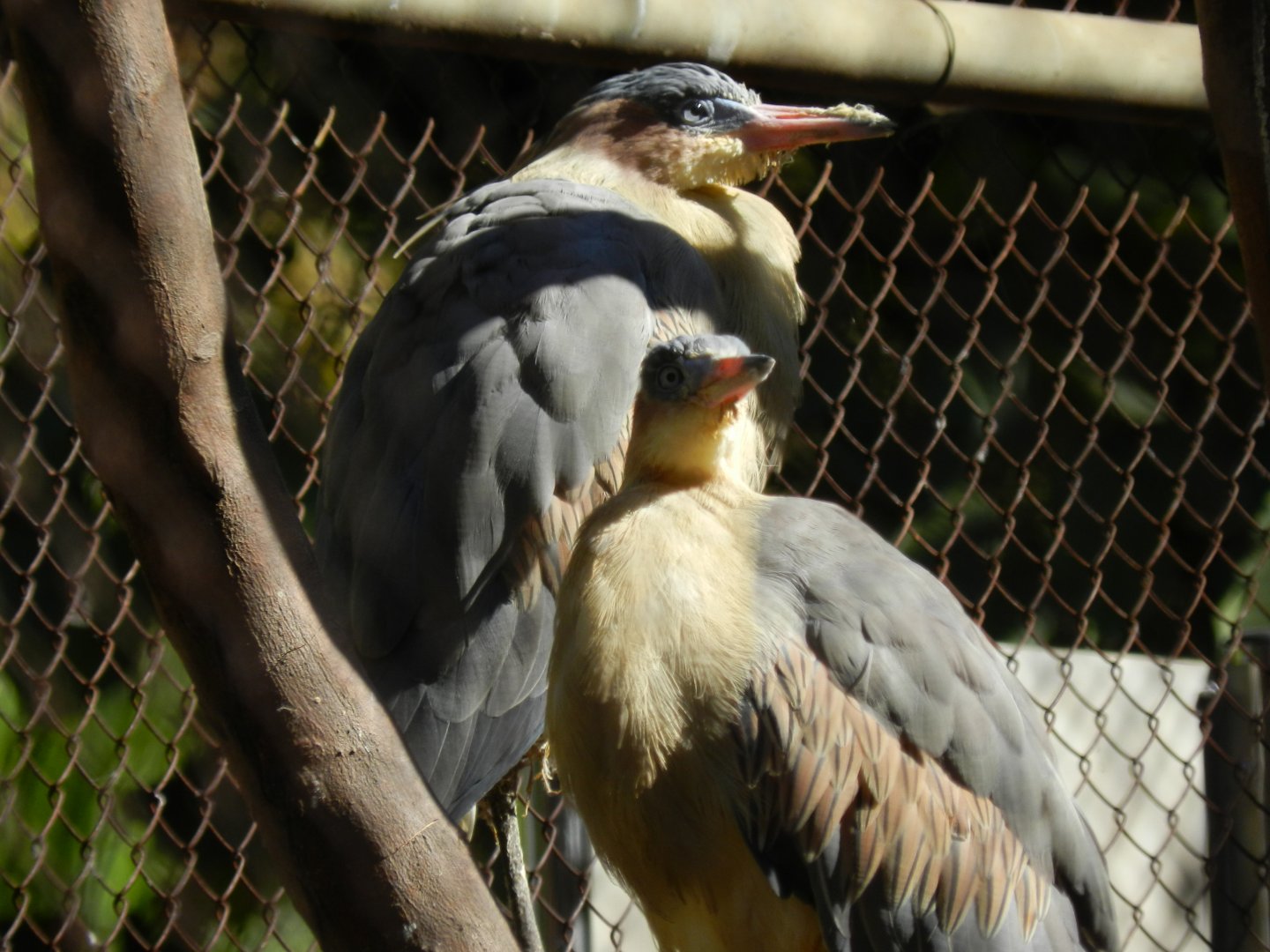 Whistling herons - Belo Horizonte zoo