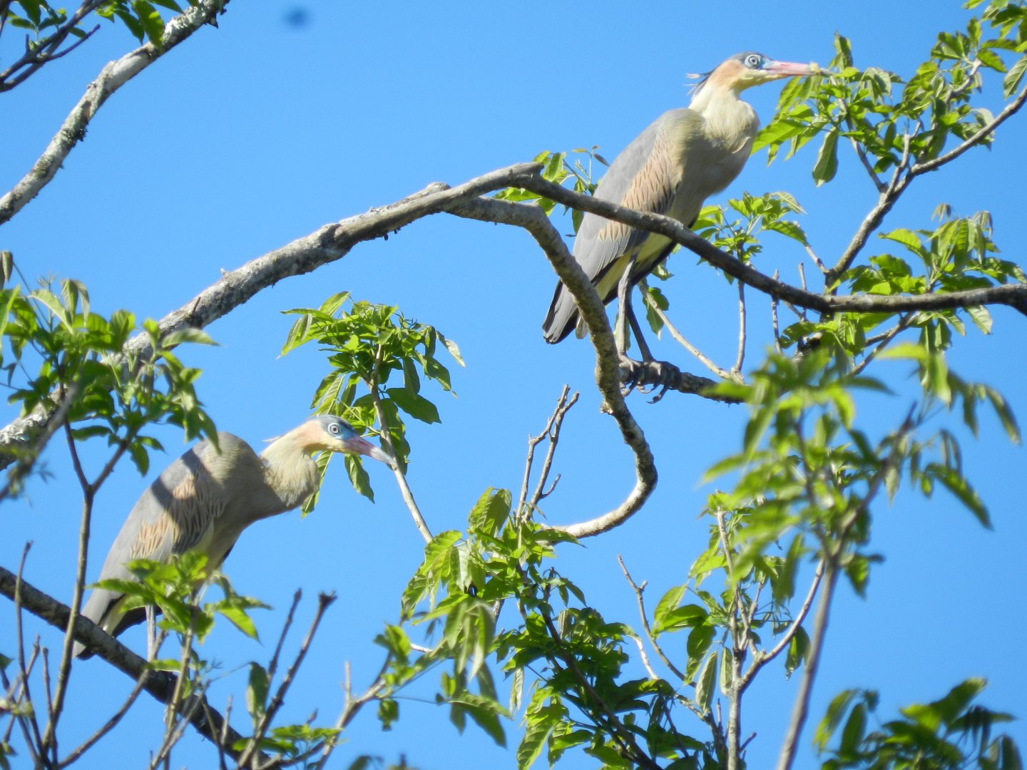 Whistling herons - Mariana MG, Brazil