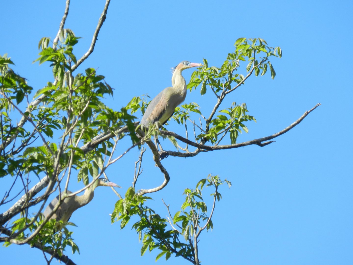 Whistling herons - Mariana MG, Brazil