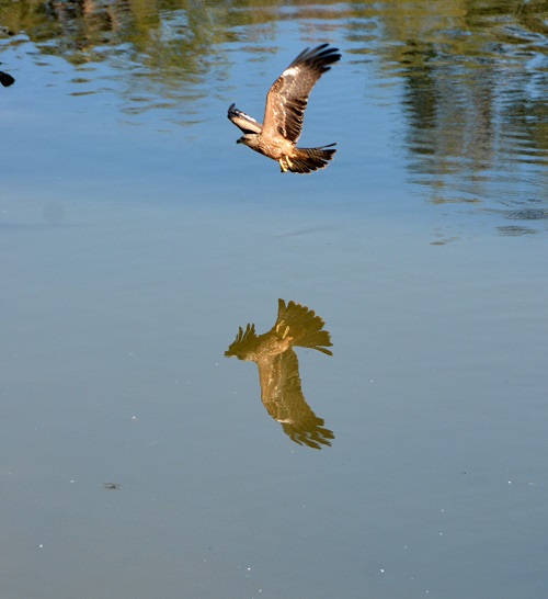 Whistling kite 2