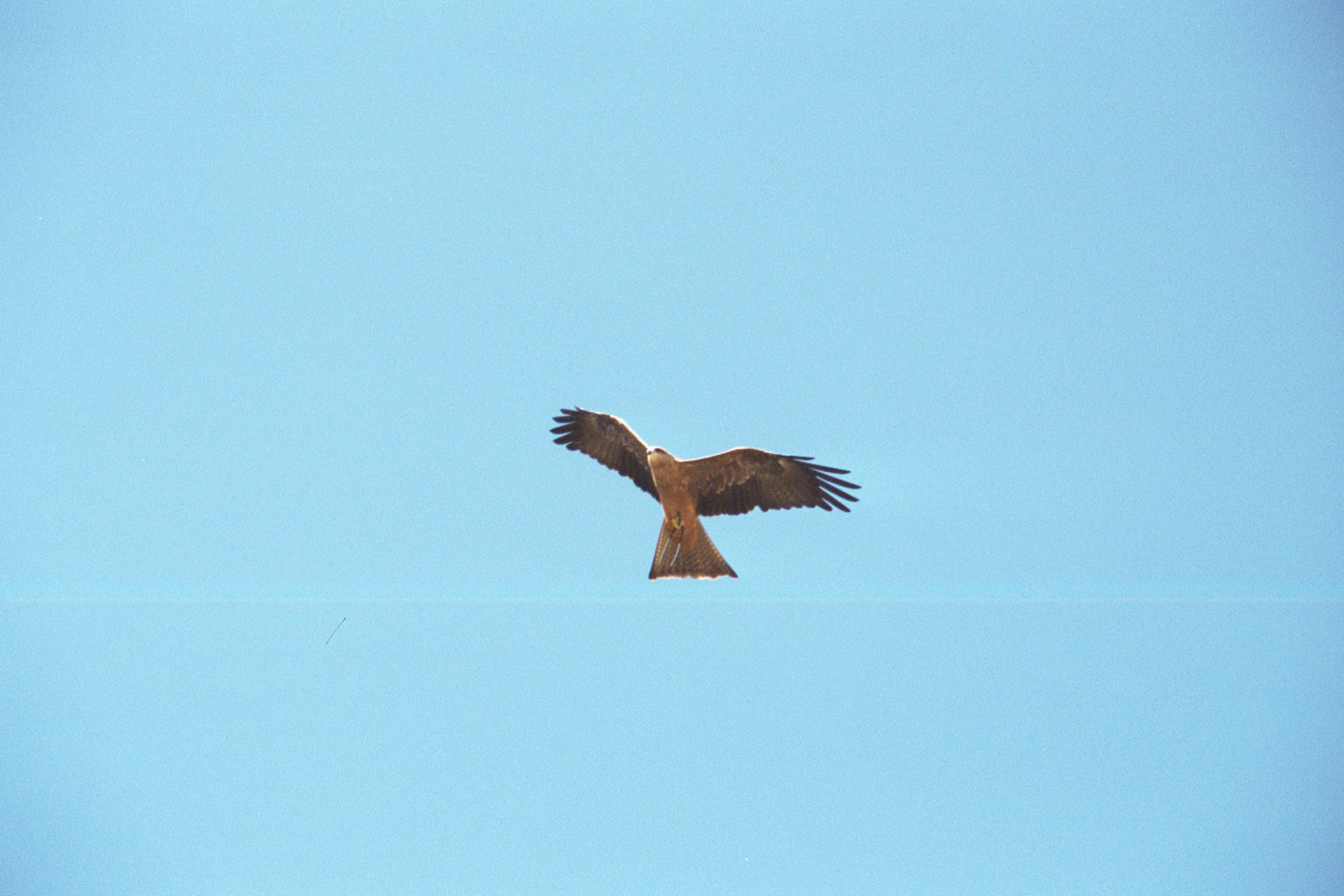 Whistling Kite - Apr 2000