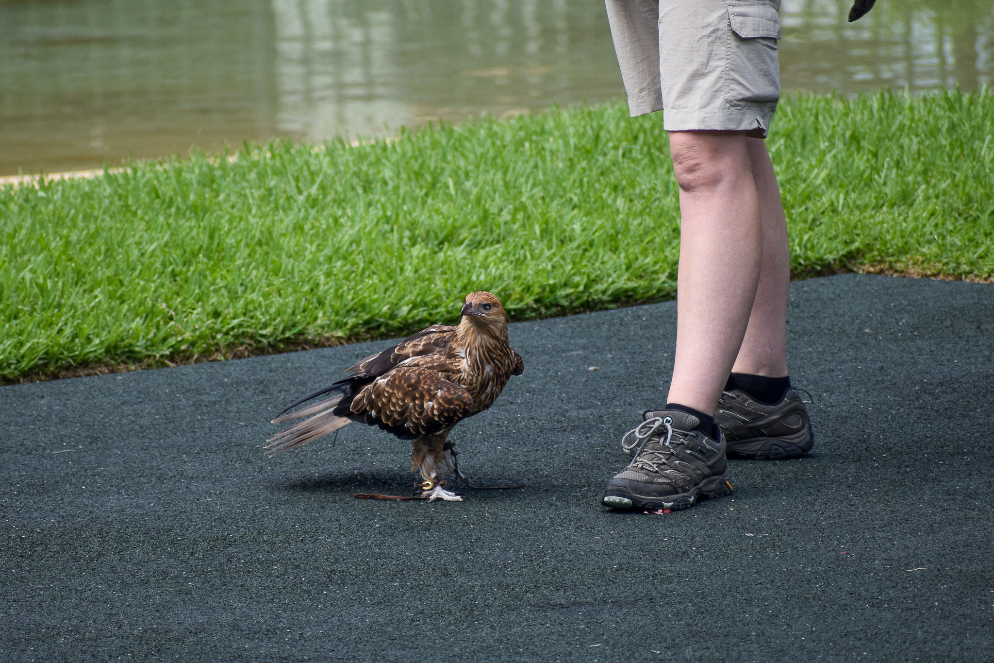 Whistling Kite - Crocoseum