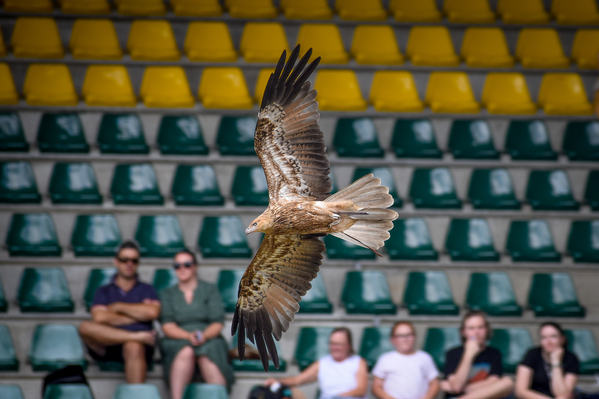 Whistling Kite - Crocoseum