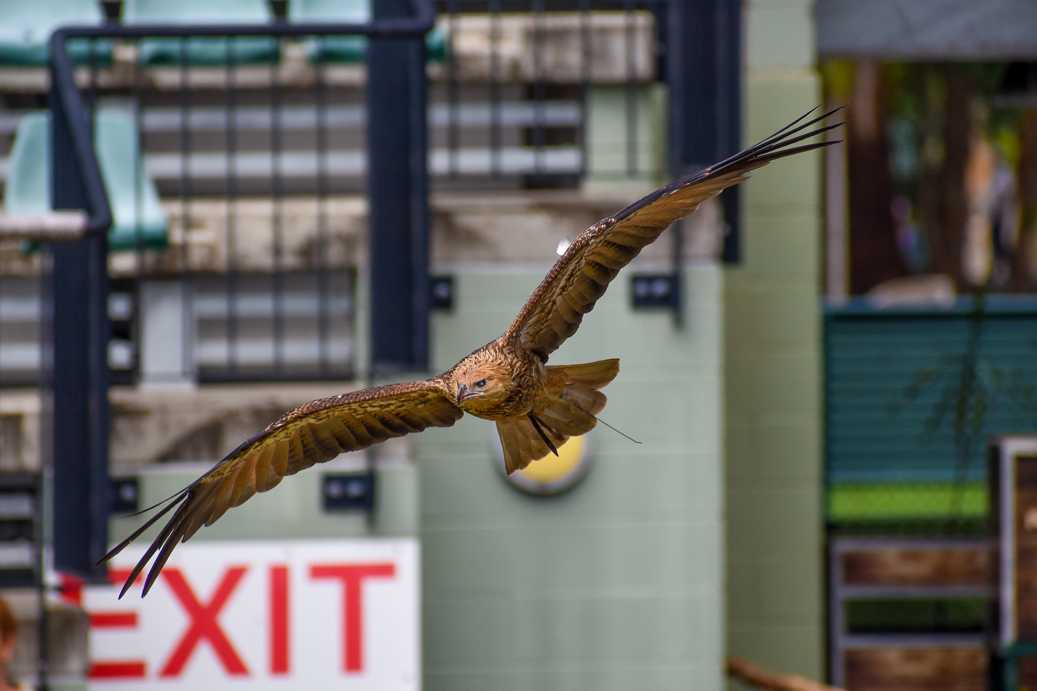 Whistling Kite - Crocoseum