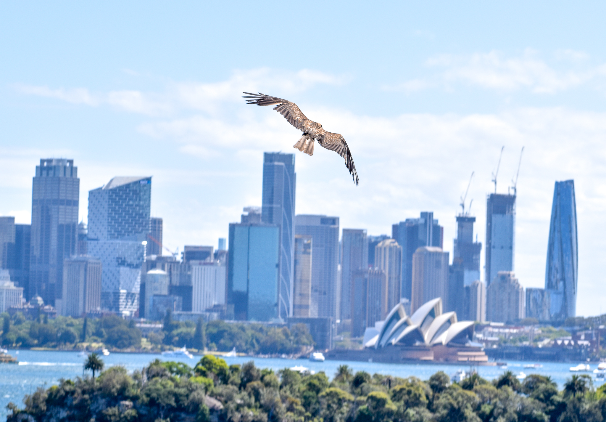 Whistling Kite flying over Sydney Opera House