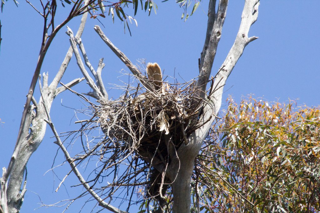 Whistling Kite (Haliastur sphenurus) on nest