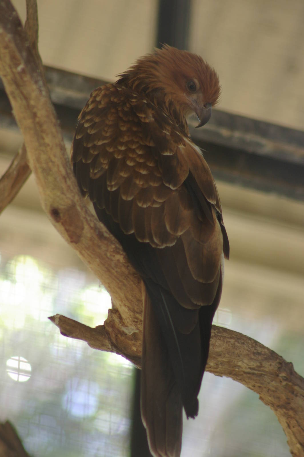 whistling kite (Haliastur sphenurus)