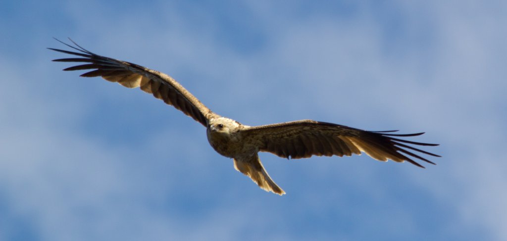 Whistling Kite (Haliastur sphenurus)