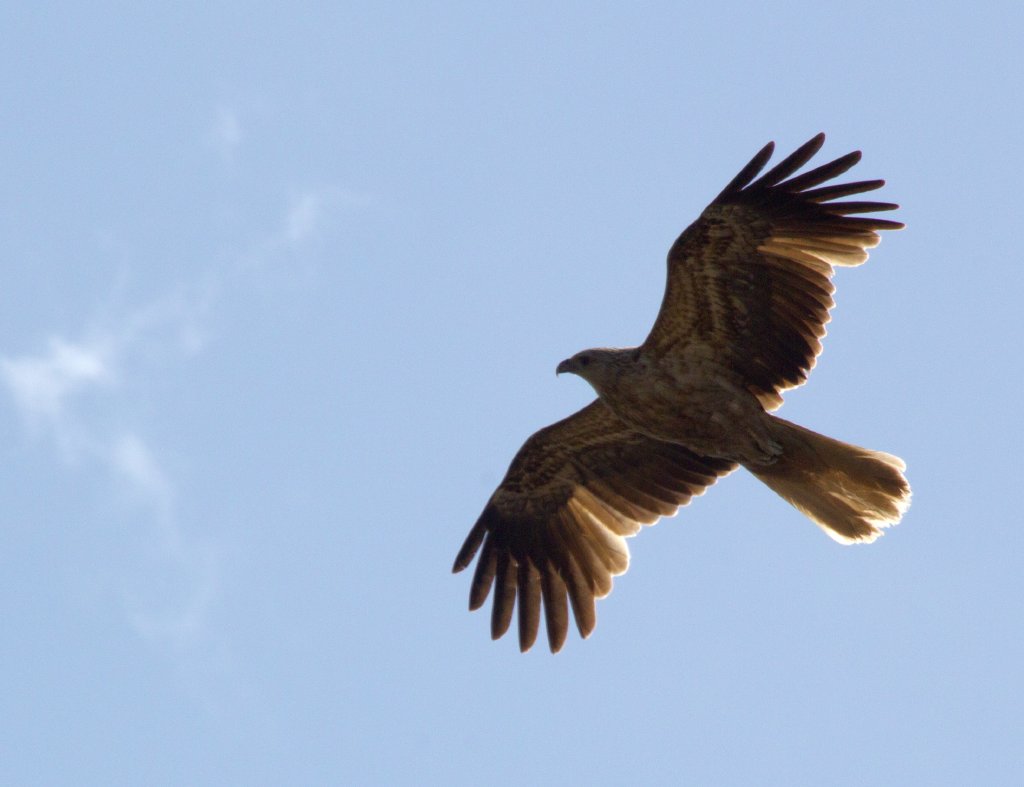 Whistling Kite (Haliastur sphenurus)