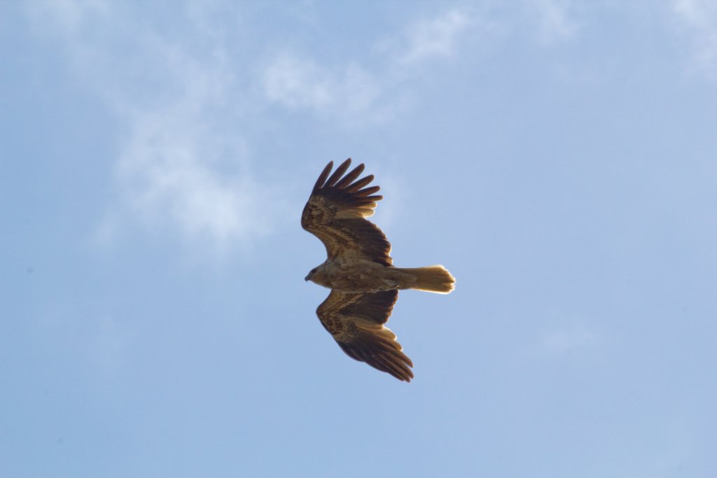 Whistling Kite (Haliastur sphenurus)