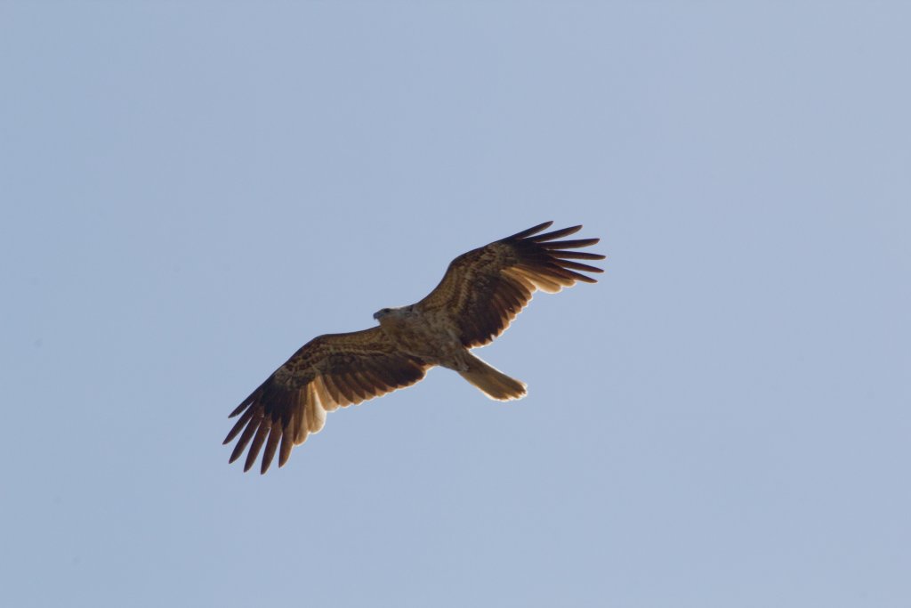Whistling Kite (Haliastur sphenurus)