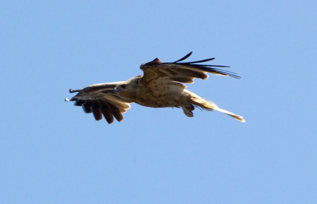 Whistling Kite (Haliastur sphenurus)