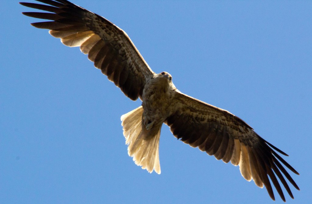 Whistling Kite (Haliastur sphenurus)