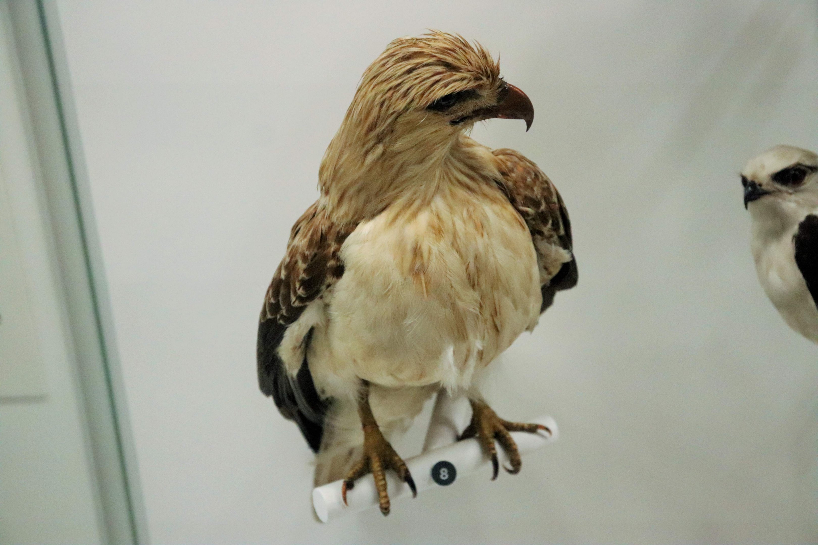 Whistling Kite (Haliastur sphenurus)