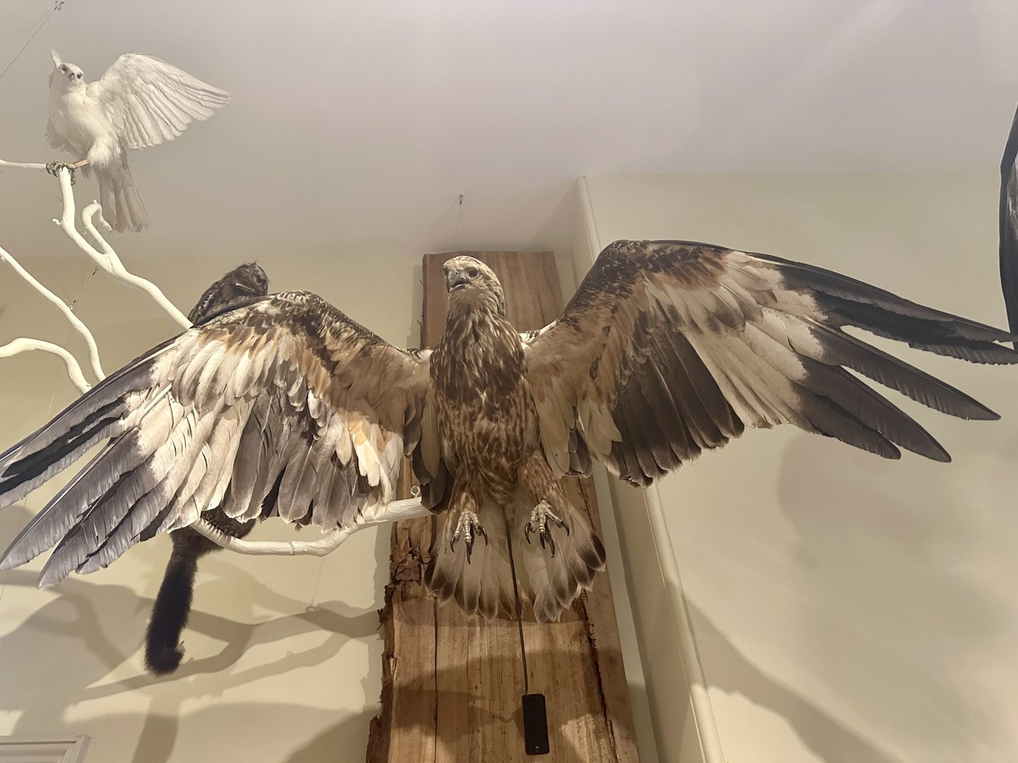 Whistling kite (Haliastur sphenurus)